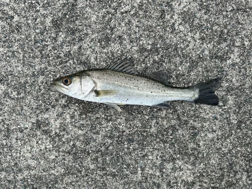 セイゴ（マルスズキ）の釣果