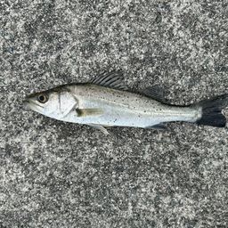 セイゴ（マルスズキ）