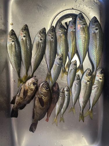 アジの釣果
