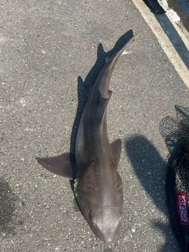 ドチザメの釣果