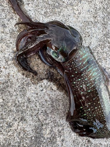 アオリイカの釣果