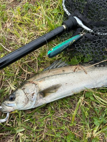シーバスの釣果
