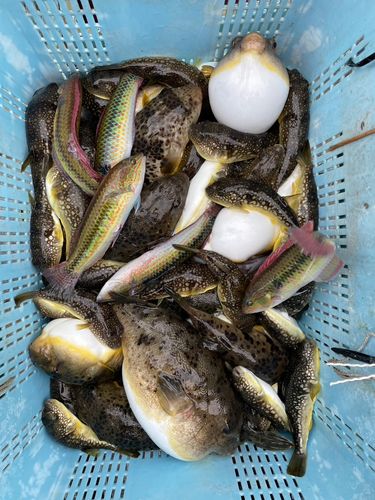 フグの釣果