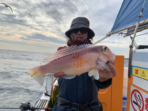 アマダイの釣果