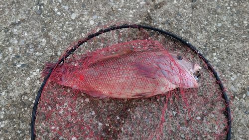 うみかぜ公園付近