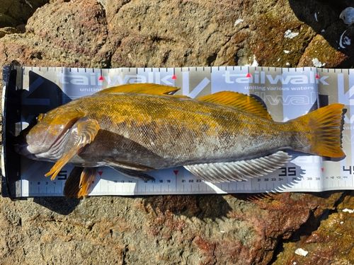 アイナメの釣果