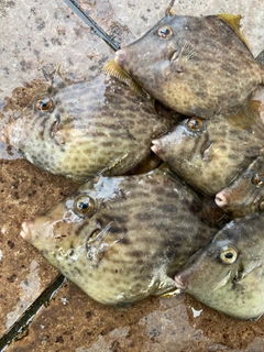 カワハギの釣果