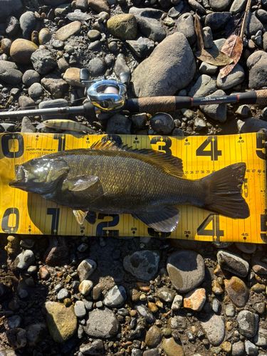 スモールマウスバスの釣果