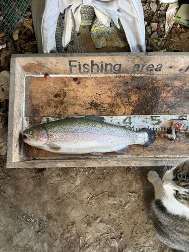 ニジマスの釣果