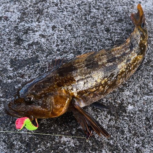 アイナメの釣果