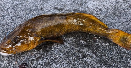 アイナメの釣果