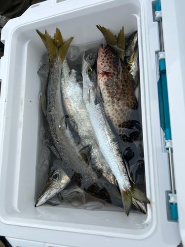 カマスの釣果