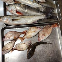 セイゴ（タイリクスズキ）