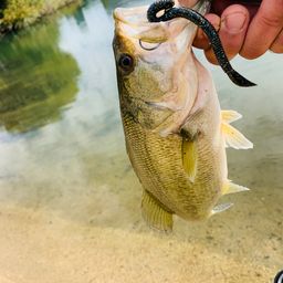 ラージマウスバス