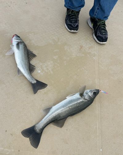 セイゴ（マルスズキ）の釣果