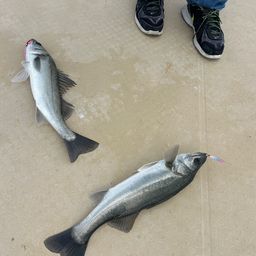 セイゴ（マルスズキ）