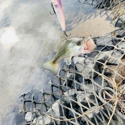 ラージマウスバス