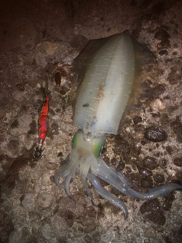 アオリイカの釣果
