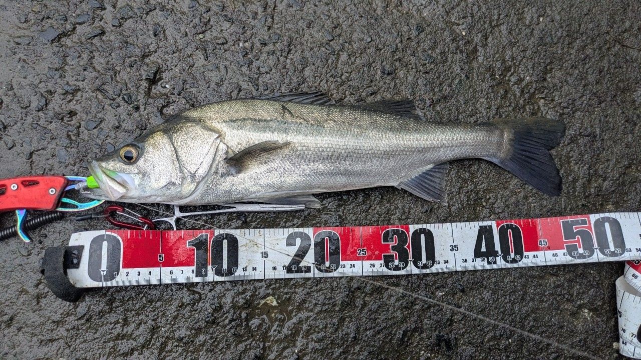 フッコ（マルスズキ）