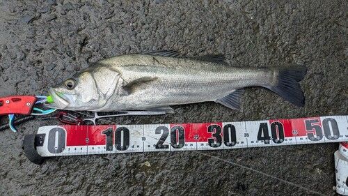 フッコ（マルスズキ）の釣果