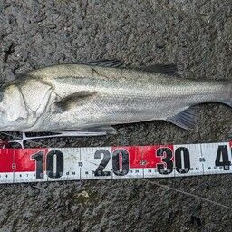 フッコ（マルスズキ）