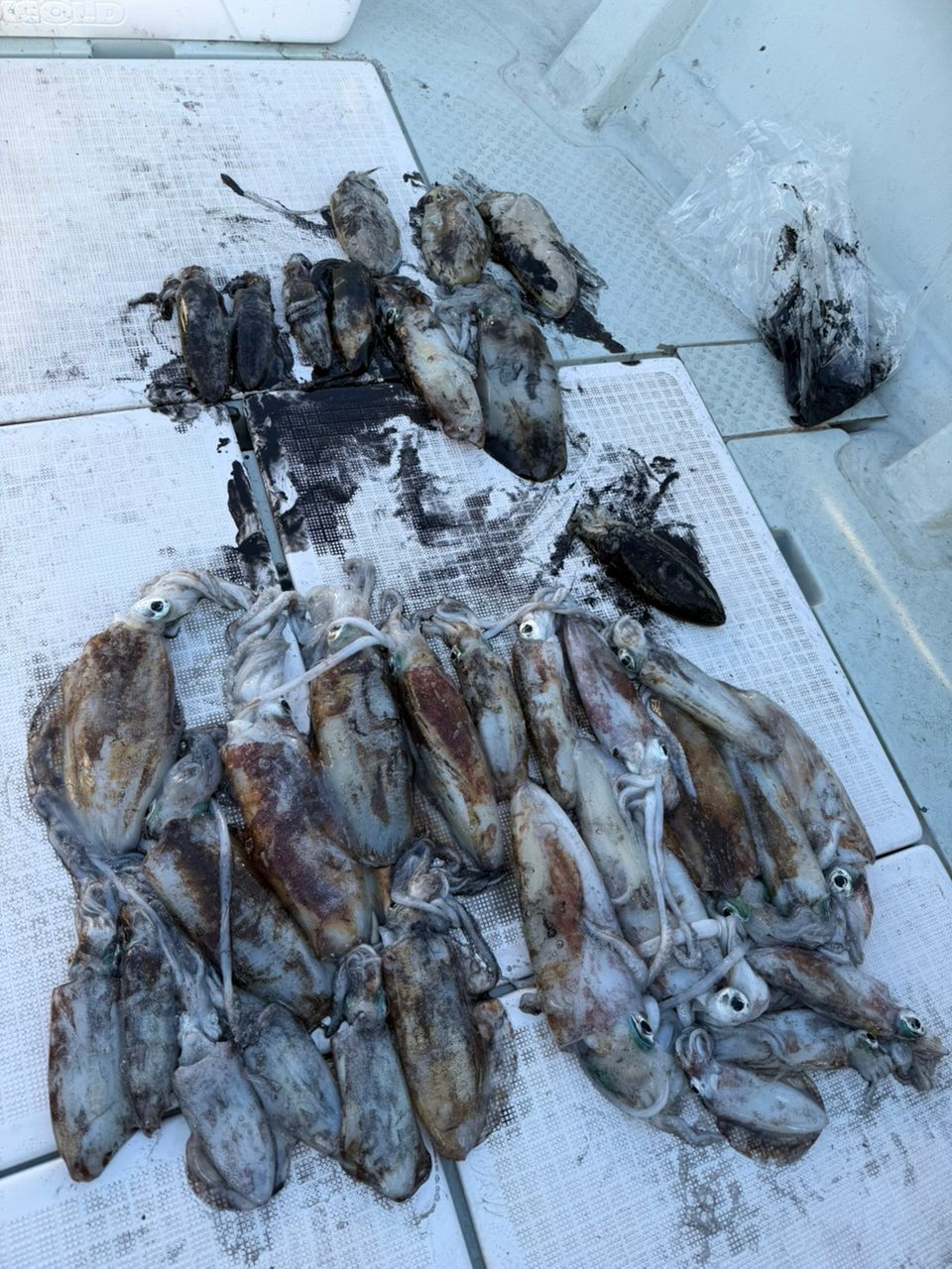 遊漁船supportさんの釣果 3枚目の画像