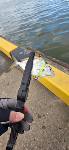 ヒイラギの釣果