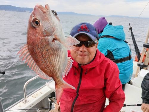 マダイの釣果