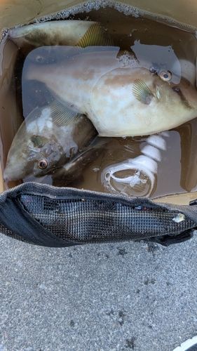 カワハギの釣果