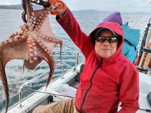 タコの釣果