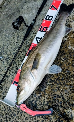 シーバスの釣果