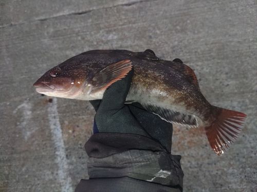 三陸海岸（青森）
