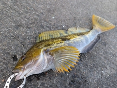 アイナメの釣果