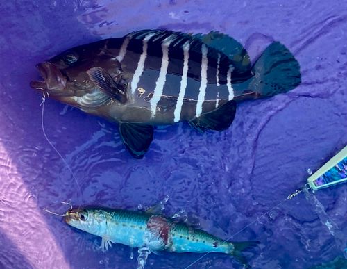 マハタの釣果