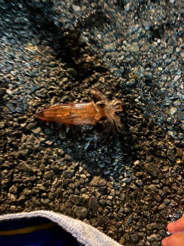 中央埠頭（博多湾）