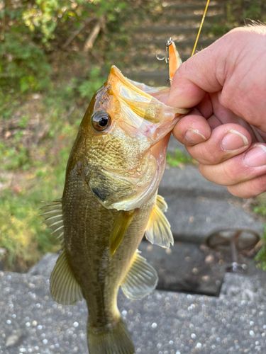 ラージマウスバスの釣果