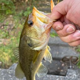 ラージマウスバス