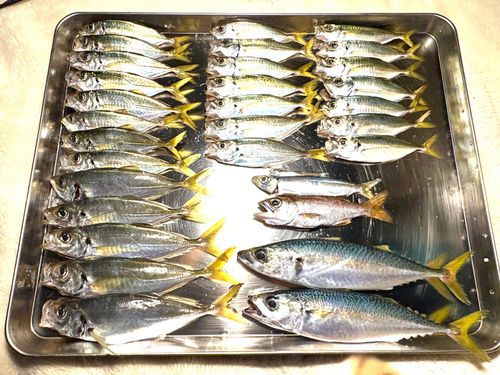 アジの釣果