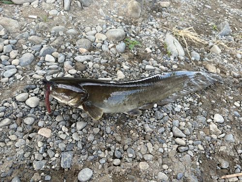 ナマズの釣果
