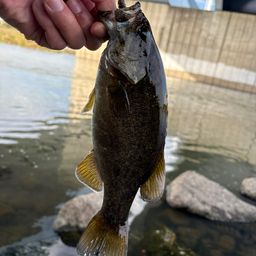 スモールマウスバス