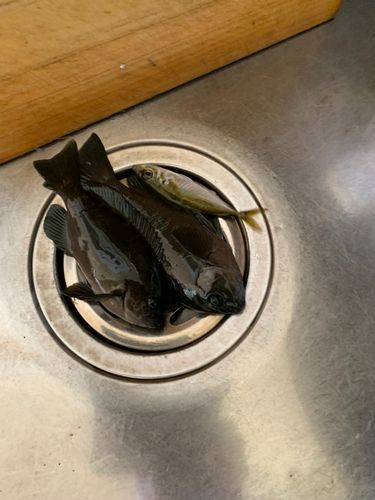 グレの釣果