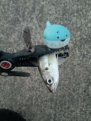 マアジの釣果