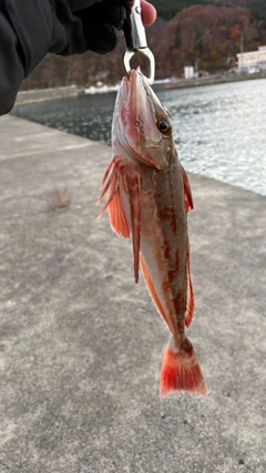ホウボウの釣果