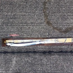 タチウオの釣果