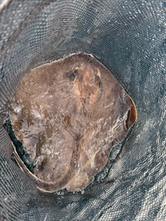 ヒラソウダの釣果