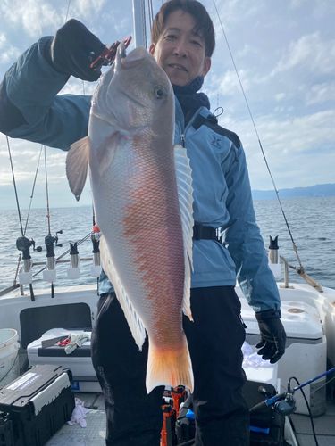 アマダイの釣果