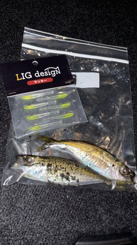 内浦湾（沼津）