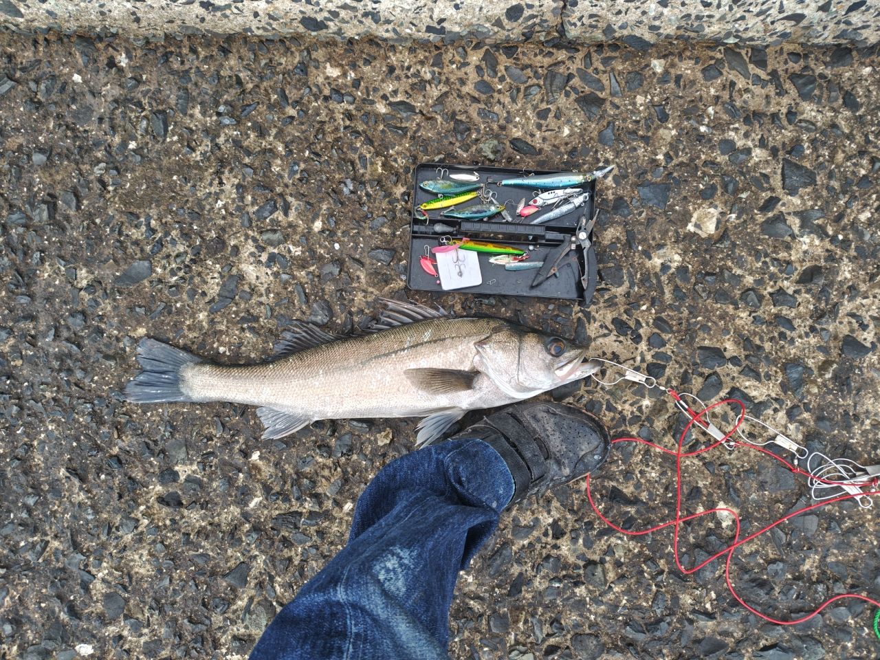 アングラー38586264 さんの 2025年11月12日のセイゴ（マルスズキ）の