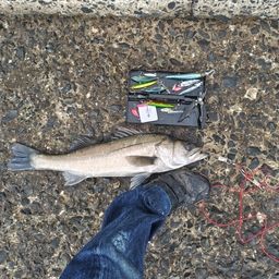 セイゴ（マルスズキ）