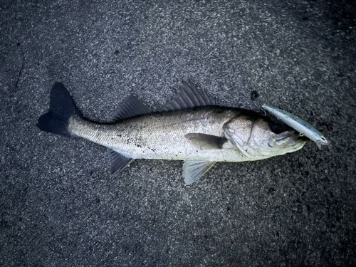 セイゴ（マルスズキ）の釣果